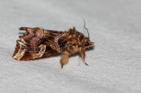 Callopistria juventina