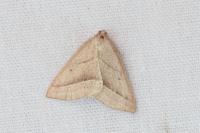 Petrophora chlorosata
