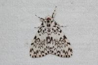 Lymantria monacha