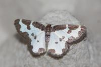 Lomaspilis marginata