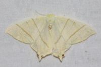 Ourapteryx sambucaria