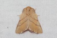 Malacosoma neustria