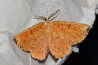 Angerona prunaria