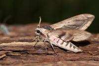 Sphinx ligustri