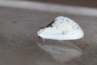 Cilix glaucata/hispanica