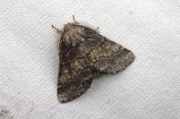 Gluphisia crenata