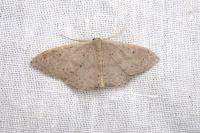 Idaea eugeniata