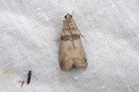 Sciota rhenella