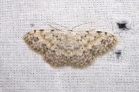 Scopula submutata roseonitens