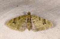 Chloroclystis v-ata