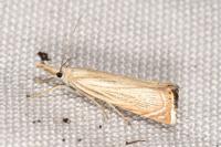 Chrysoteuchia culmella