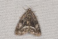 Deltote pygarga