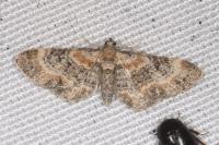 Eupithecia linariata/pulchellata/pyreneata