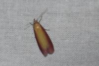 Oncocera semirubella