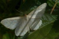 Idaea macilentaria