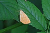 Angerona prunaria