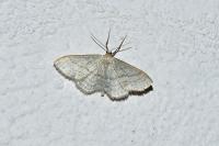 Idaea subsericeata