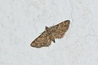 Gymnoscelis rufifasciata