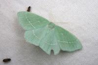 Hemistola chrysoprasaria