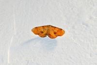 Plagodis dolabraria