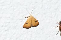Rivula sericealis