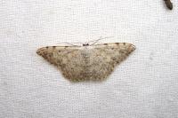 Scopula submutata roseonitens