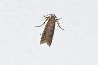 Pempelia palumbella