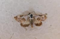 Acontia lucida
