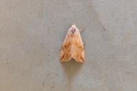 Eublemma ostrina