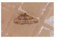 Nycterosea obstipata