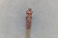 Acrobasis obliqua