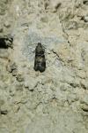Euzophera pinguis