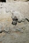 Euzophera pinguis