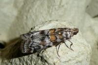 Dioryctria sylvestrella