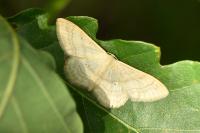 Idaea deversaria