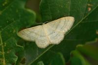 Idaea deversaria