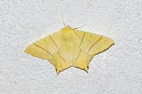 Ourapteryx sambucaria