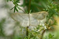 Idaea deversaria
