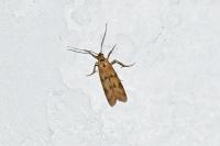 Homoeosoma sinuella