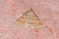 Zanclognatha lunalis