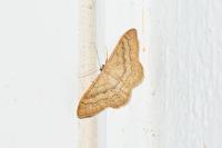 Idaea deversaria