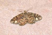 Parectropis similaria