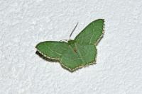 Hemithea aestivaria