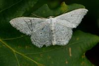 Idaea seriata
