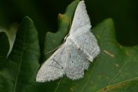 Idaea seriata
