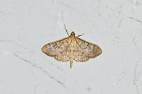 Patania ruralis