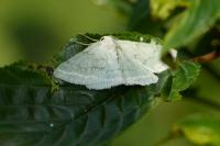 Pseudoterpna pruinata