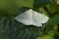 Pseudoterpna pruinata