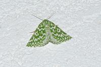 Thetidia plusiaria