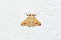 Rhodometra sacraria